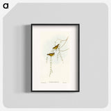 Striated Acanthiza
 - オーストラリアの鳥 Poster.