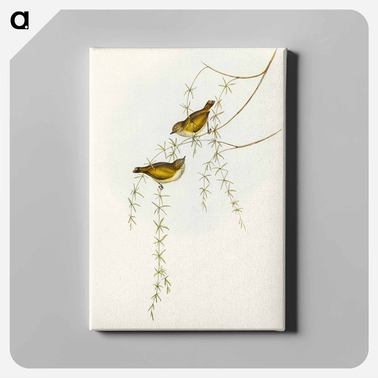 Striated Acanthiza
 - オーストラリアの鳥 Canvas.