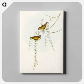 アートパネル-Striated Acanthiza
 - オーストラリアの鳥 Canvas.