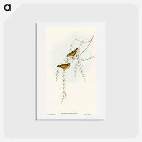 アートポストカード-Striated Acanthiza
 - オーストラリアの鳥 Postcard.