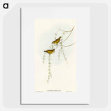 Striated Acanthiza
 - オーストラリアの鳥 Poster.