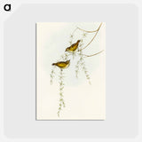アートポストカード-Striated Acanthiza
 - オーストラリアの鳥 Postcard.