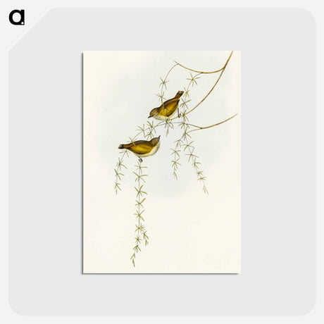 アートポストカード-Striated Acanthiza
 - オーストラリアの鳥 Postcard.