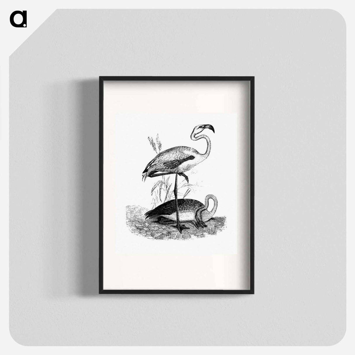 アートポスター-Flamingos from Voyages Dans les Deux Océans Atlantique et Pacifique
 - 大英図書館 Poster.