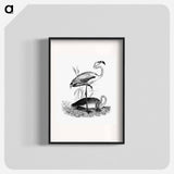 アートポスター-Flamingos from Voyages Dans les Deux Océans Atlantique et Pacifique
 - 大英図書館 Poster.