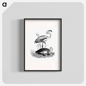 アートポスター-Flamingos from Voyages Dans les Deux Océans Atlantique et Pacifique
 - 大英図書館 Poster.