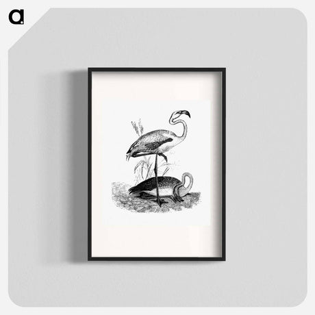 アートポスター-Flamingos from Voyages Dans les Deux Océans Atlantique et Pacifique
 - 大英図書館 Poster.