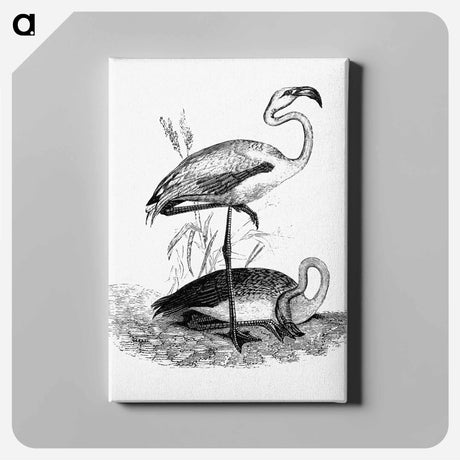 アートパネル-Flamingos from Voyages Dans les Deux Océans Atlantique et Pacifique
 - 大英図書館 Canvas.