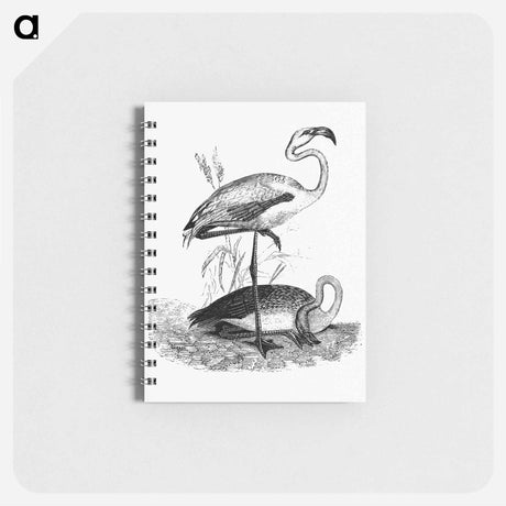 アートメモ帳-Flamingos from Voyages Dans les Deux Océans Atlantique et Pacifique
 - 大英図書館 Memo.