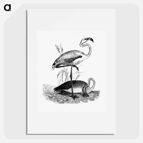 アートポスター-Flamingos from Voyages Dans les Deux Océans Atlantique et Pacifique
 - 大英図書館 Poster.