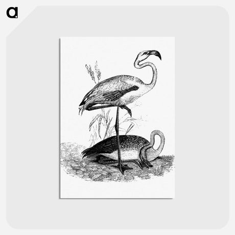 アートポストカード-Flamingos from Voyages Dans les Deux Océans Atlantique et Pacifique
 - 大英図書館 Postcard.
