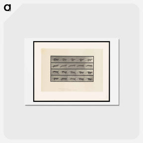 アートポストカード-Running Cat
 - エドワード マイブリッジ Postcard.