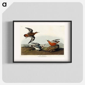 アートポスター-Red Phalarope
 - ジョン ジェームス オーデュボン Poster.