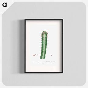 アートポスター-Euphorbia Canariensis - ピエール ジョゼフ ルドゥーテ Poster.