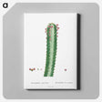 アートパネル-Euphorbia Canariensis - ピエール ジョゼフ ルドゥーテ Canvas.