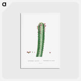 アートポストカード-Euphorbia Canariensis - ピエール ジョゼフ ルドゥーテ Postcard.