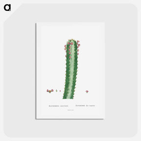 アートポストカード-Euphorbia Canariensis - ピエール ジョゼフ ルドゥーテ Postcard.