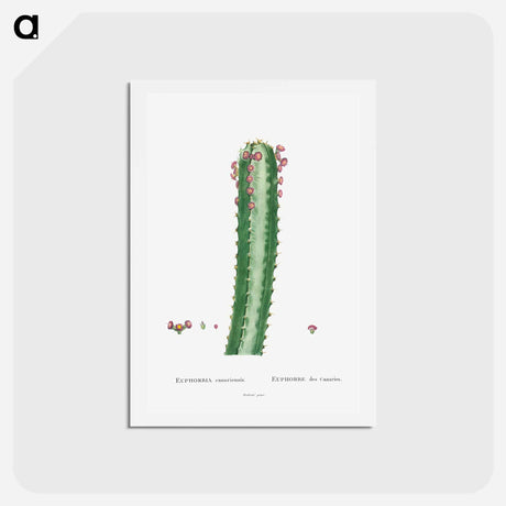アートポストカード-Euphorbia Canariensis - ピエール ジョゼフ ルドゥーテ Postcard.