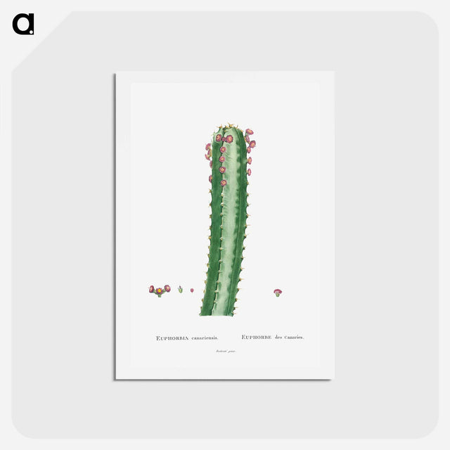 アートポストカード-Euphorbia Canariensis - ピエール ジョゼフ ルドゥーテ Postcard.