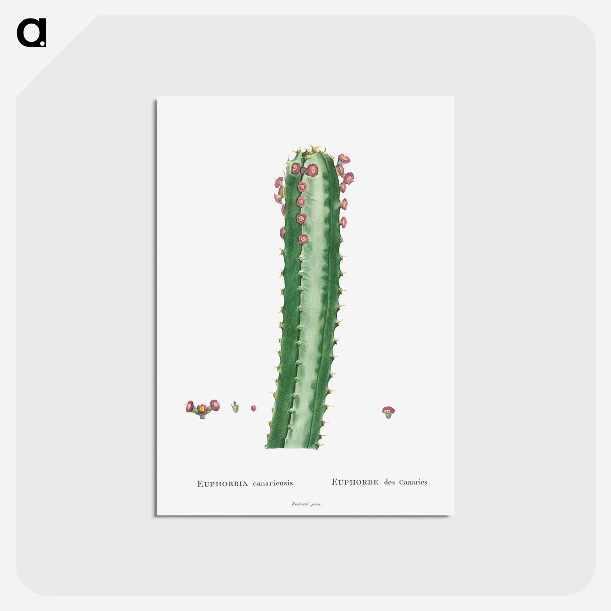 アートポストカード-Euphorbia Canariensis - ピエール ジョゼフ ルドゥーテ Postcard.