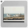 アートパネル-Piping Plover from Birds of America
 - アメリカの鳥たち Canvas.