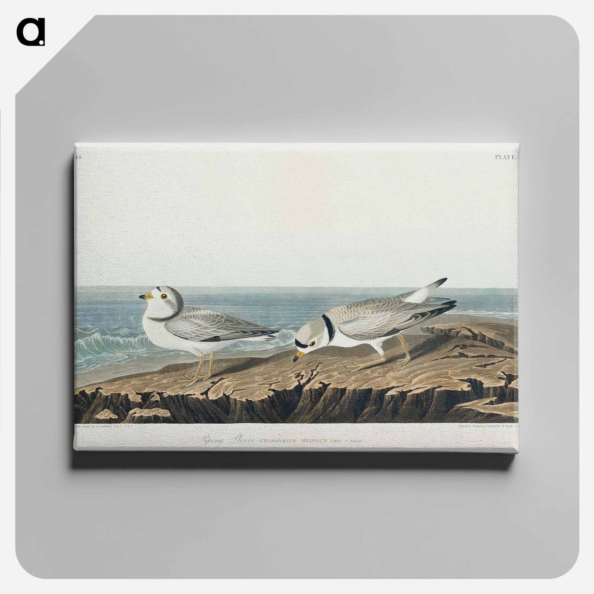 アートパネル-Piping Plover from Birds of America
 - アメリカの鳥たち Canvas.