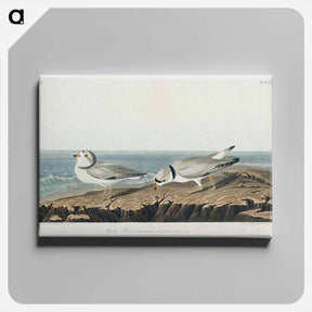 アートパネル-Piping Plover from Birds of America
 - アメリカの鳥たち Canvas.