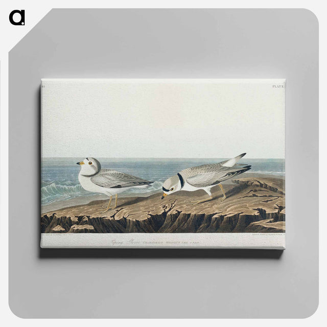 アートパネル-Piping Plover from Birds of America
 - アメリカの鳥たち Canvas.