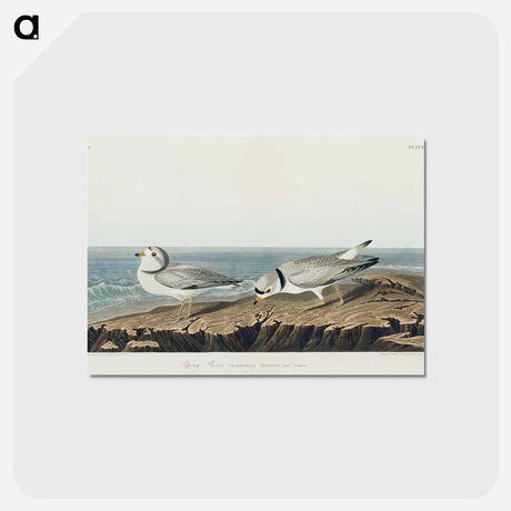 アートポストカード-Piping Plover from Birds of America
 - アメリカの鳥たち Postcard.