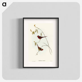 アートポスター-Crimson Finch
 - オーストラリアの鳥 Poster.