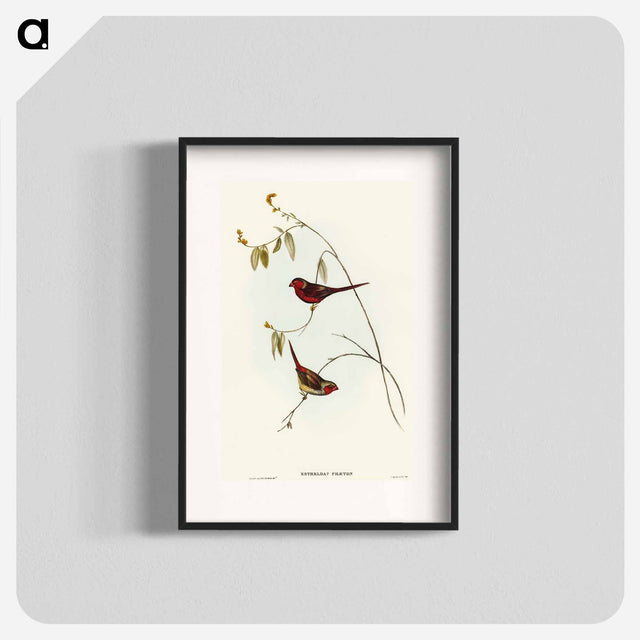 アートポスター-Crimson Finch
 - オーストラリアの鳥 Poster.