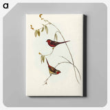 アートパネル-Crimson Finch
 - オーストラリアの鳥 Canvas.