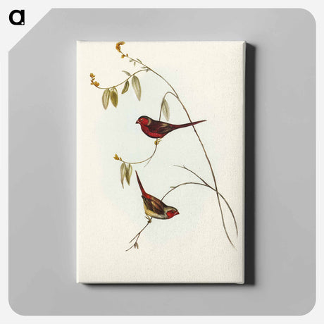 アートパネル-Crimson Finch
 - オーストラリアの鳥 Canvas.