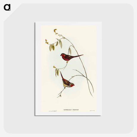 アートポストカード-Crimson Finch
 - オーストラリアの鳥 Postcard.