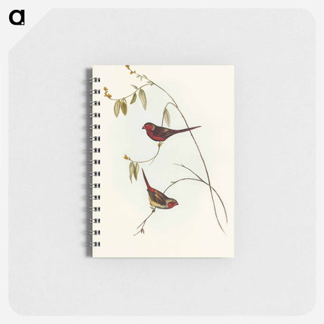 アートメモ帳-Crimson Finch
 - オーストラリアの鳥 Memo.