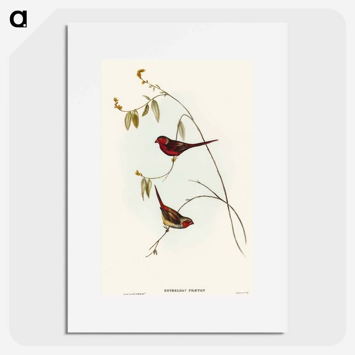 アートポスター-Crimson Finch
 - オーストラリアの鳥 Poster.