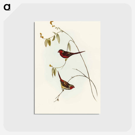 アートポストカード-Crimson Finch
 - オーストラリアの鳥 Postcard.