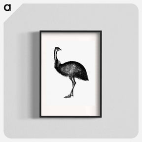 アートポスター-Cassowary
 - 大英図書館 Poster.