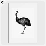 アートポスター-Cassowary
 - 大英図書館 Poster.