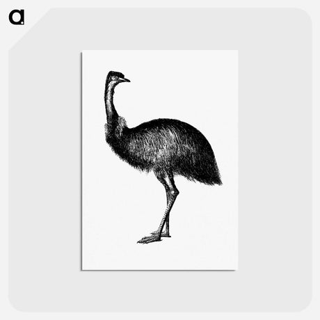 アートポストカード-Cassowary
 - 大英図書館 Postcard.