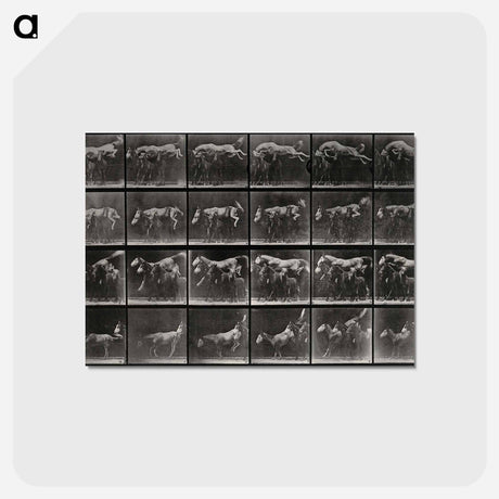 アートポストカード-Horse and Ponies
 - エドワード マイブリッジ Postcard.