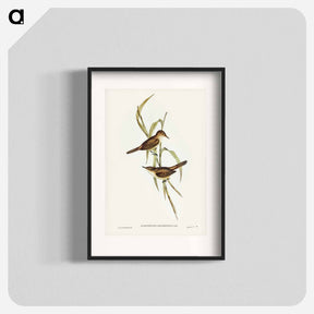 アートポスター-Long-billed Reed Warbler
 - ジョン グールド Poster.