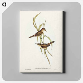 アートパネル-Long-billed Reed Warbler
 - ジョン グールド Canvas.