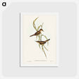 アートポストカード-Long-billed Reed Warbler
 - ジョン グールド Postcard.