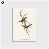 アートポストカード-Long-billed Reed Warbler
 - ジョン グールド Postcard.