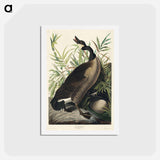アートポストカード-Canada Goose
 - ジョン ジェームス オーデュボン Postcard.