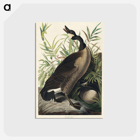アートポストカード-Canada Goose
 - ジョン ジェームス オーデュボン Postcard.