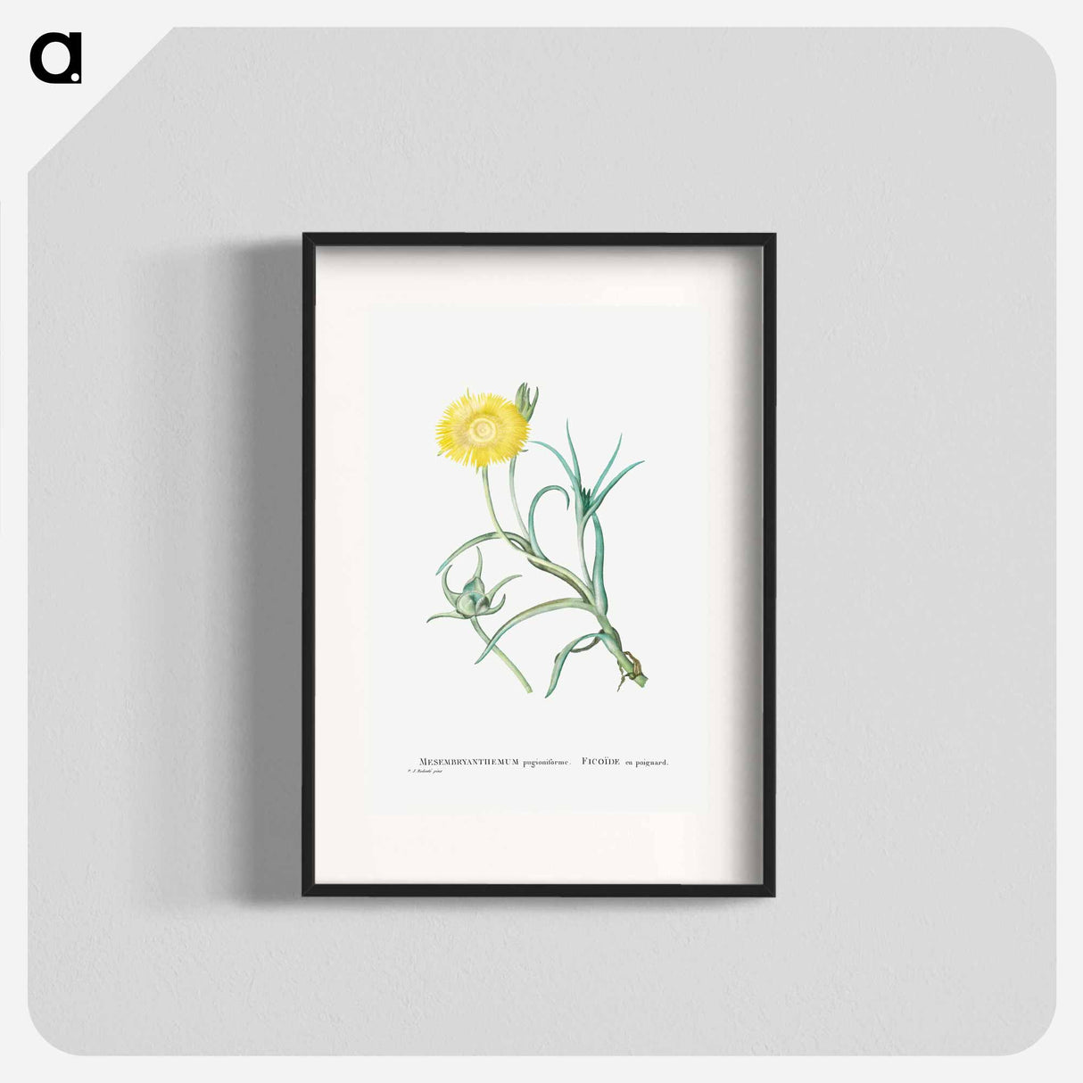Conicosia Pugioniformis (Narrow–Leaved Iceplant) - Pierre-Joseph Redouté Poster.