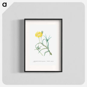 アートポスター-Conicosia Pugioniformis (Narrow–Leaved Iceplant) - ピエール ジョゼフ ルドゥーテ Poster.