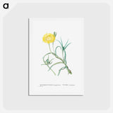 アートポストカード-Conicosia Pugioniformis (Narrow–Leaved Iceplant) - ピエール ジョゼフ ルドゥーテ Postcard.